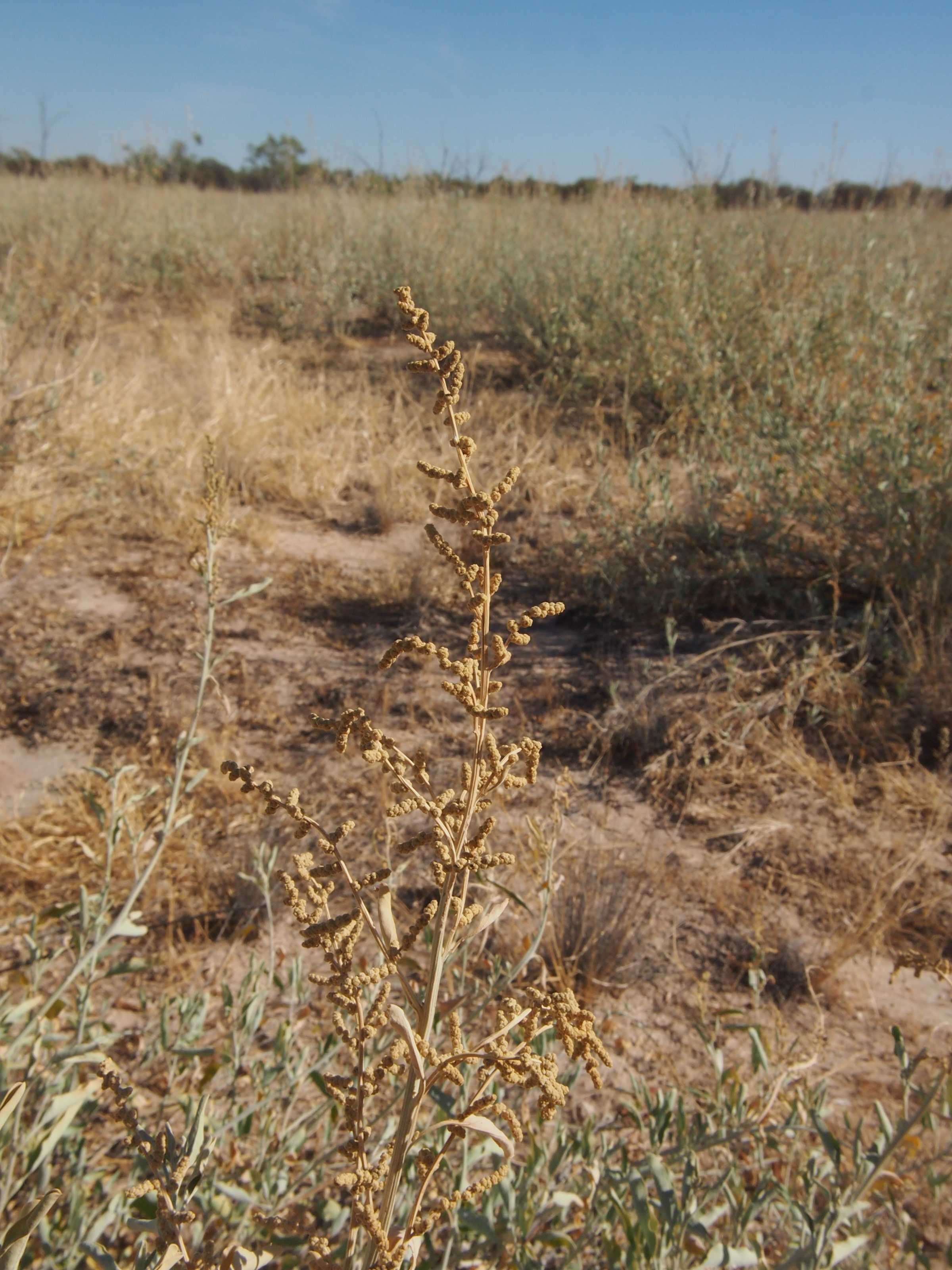 Image of Golden Goosefoot