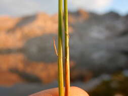 Слика од Juncus drummondii E. Mey.