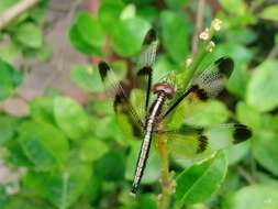 Image of Pied Paddy Skimmer