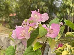 Слика од Bougainvillea