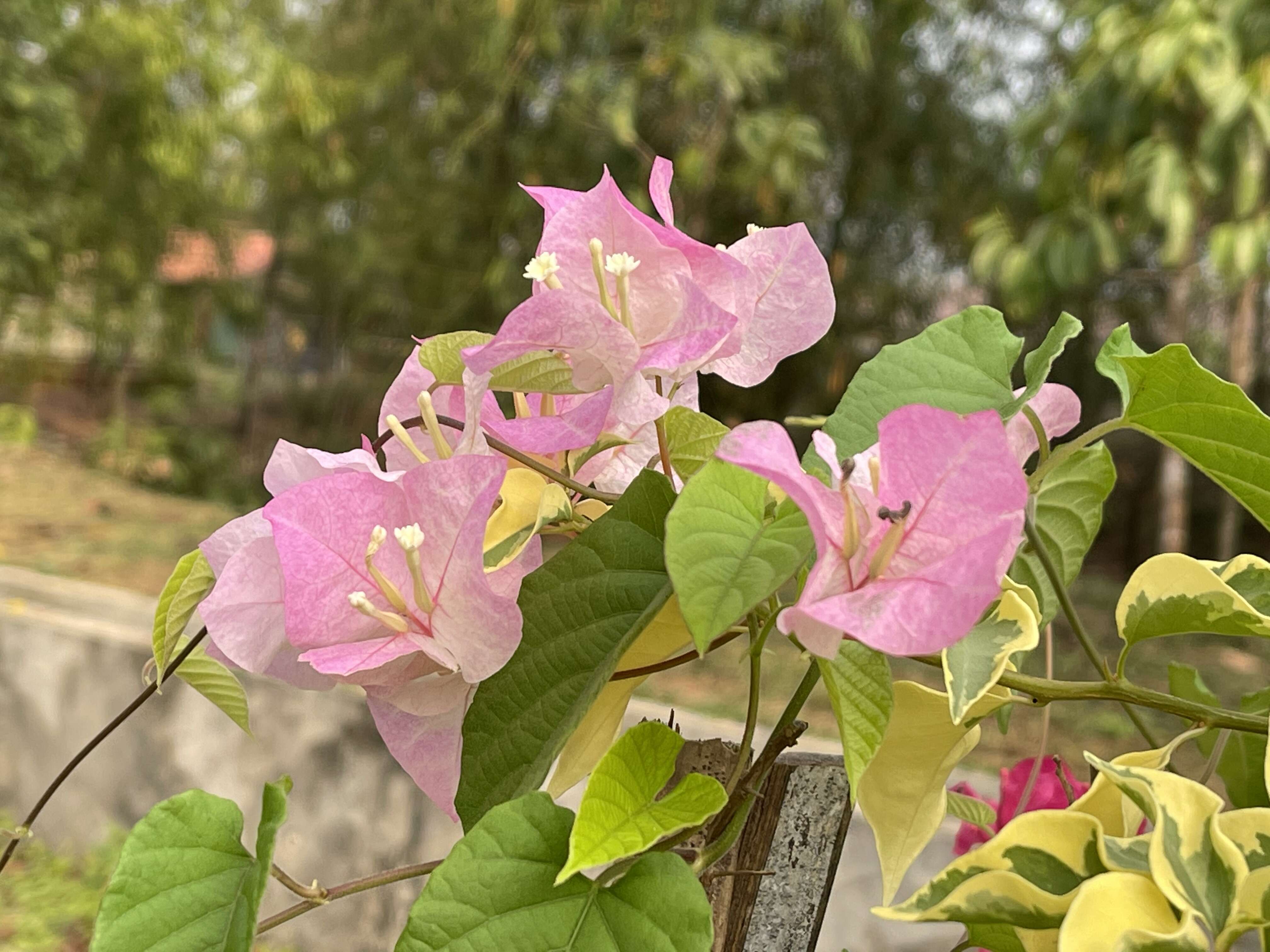 Слика од Bougainvillea