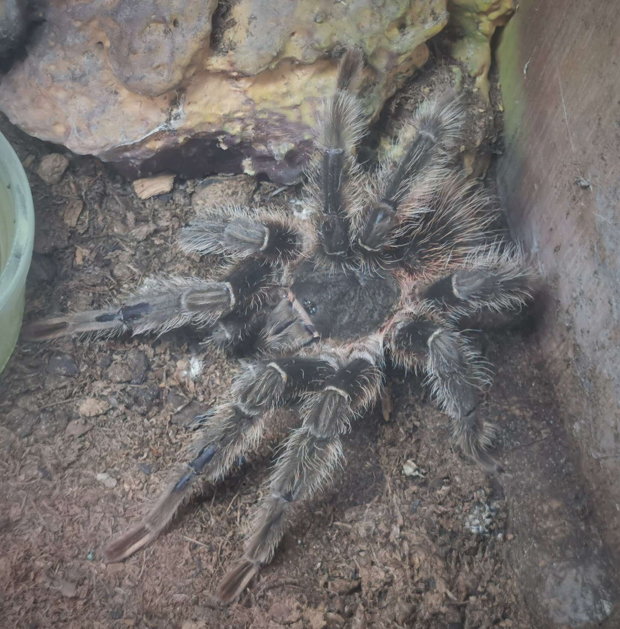 Image of Brazilian salmon pink tarantula