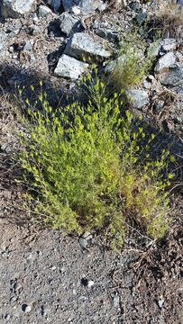 Image of <i>Cordylanthus <i>rigidus</i></i> rigidus