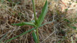 Image of slender centaury