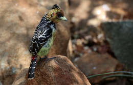 Image of Crested Barbet