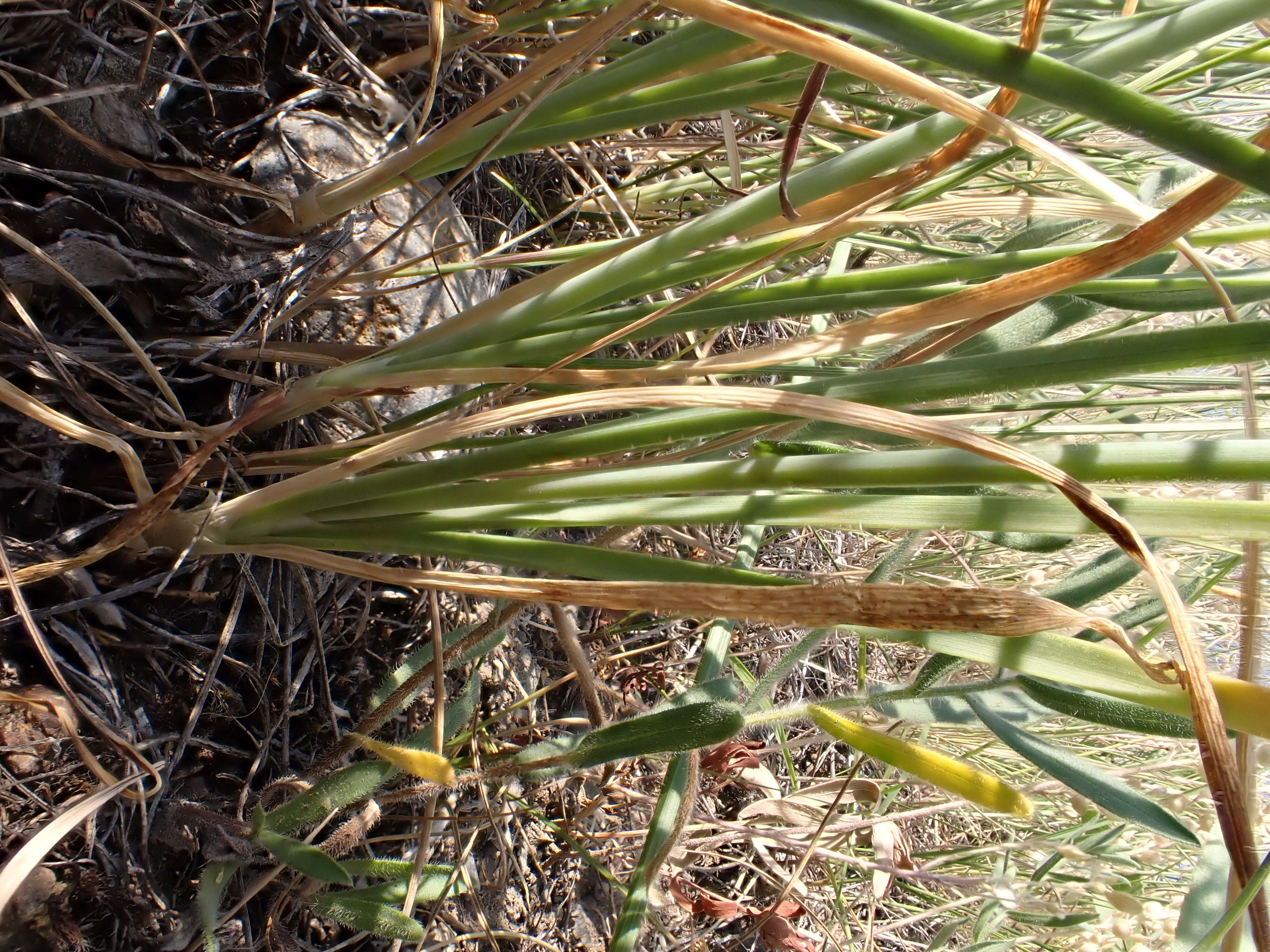 Image of Lady's leek