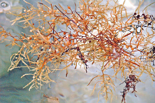 Слика од Sargassum natans