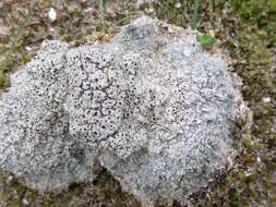 Image of Cow pie lichen