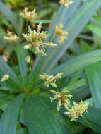 Image of Cyperus albostriatus Schrad.