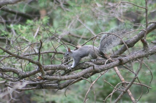 Image of <i>Sciurus aberti</i> ssp. <i>phaeurus</i>