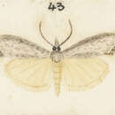 Image of Orocrambus sophronellus Meyrick 1885