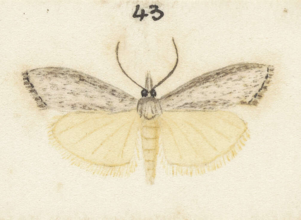 Image of Orocrambus sophronellus Meyrick 1885