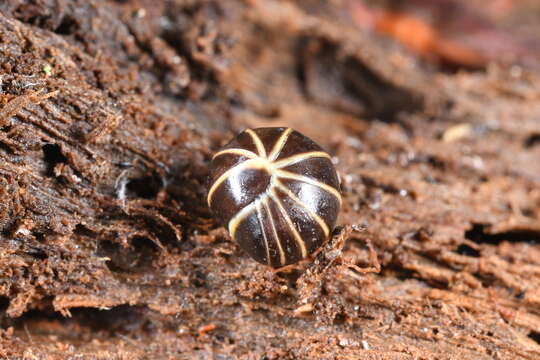 Image of Pill millipede