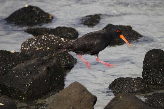 Imagem de Haematopus fuliginosus Gould 1845