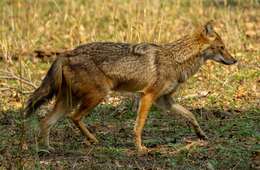 Image of golden jackal