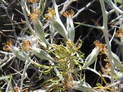 Image of <i>Tetradymia axillaris</i>