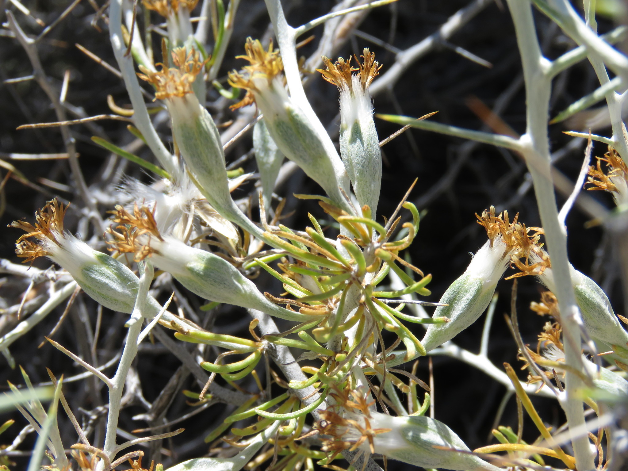 Image of <i>Tetradymia axillaris</i>