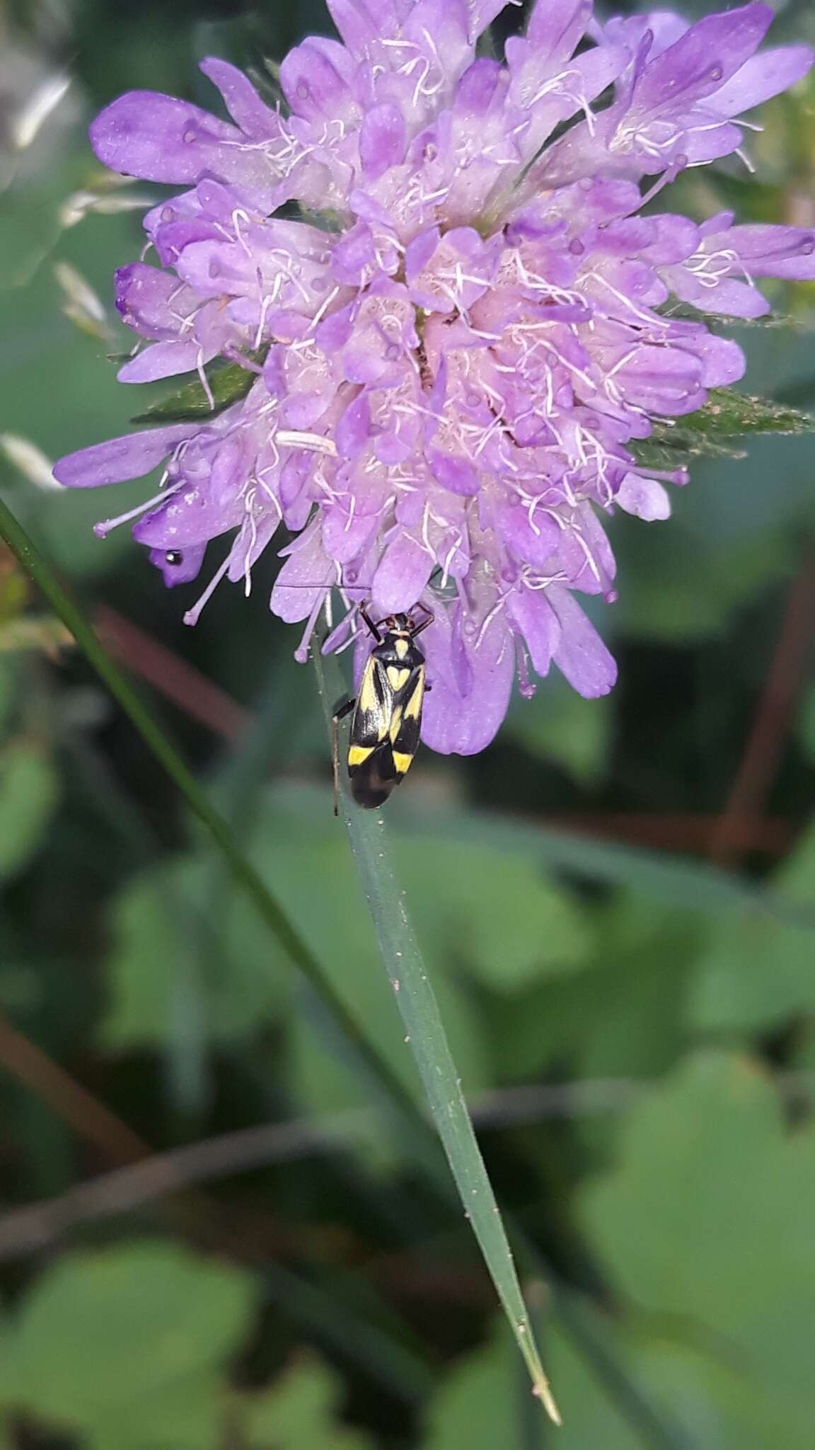 Image of Grypocoris sexguttatus (Fabricius 1777)