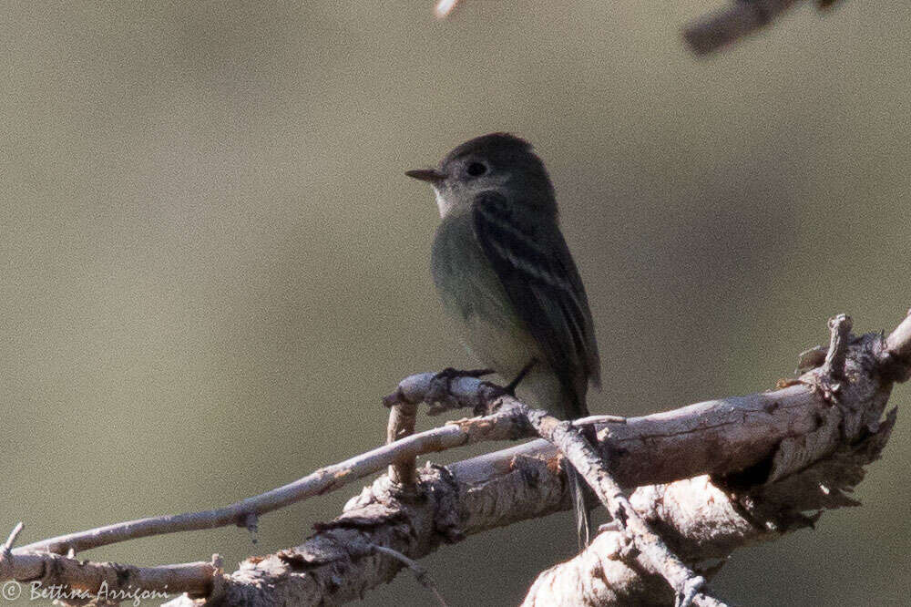 Image of American Dusky Flycatcher