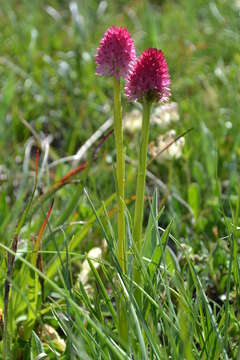 Слика од Gymnadenia corneliana (Beauverd) Teppner & E. Klein