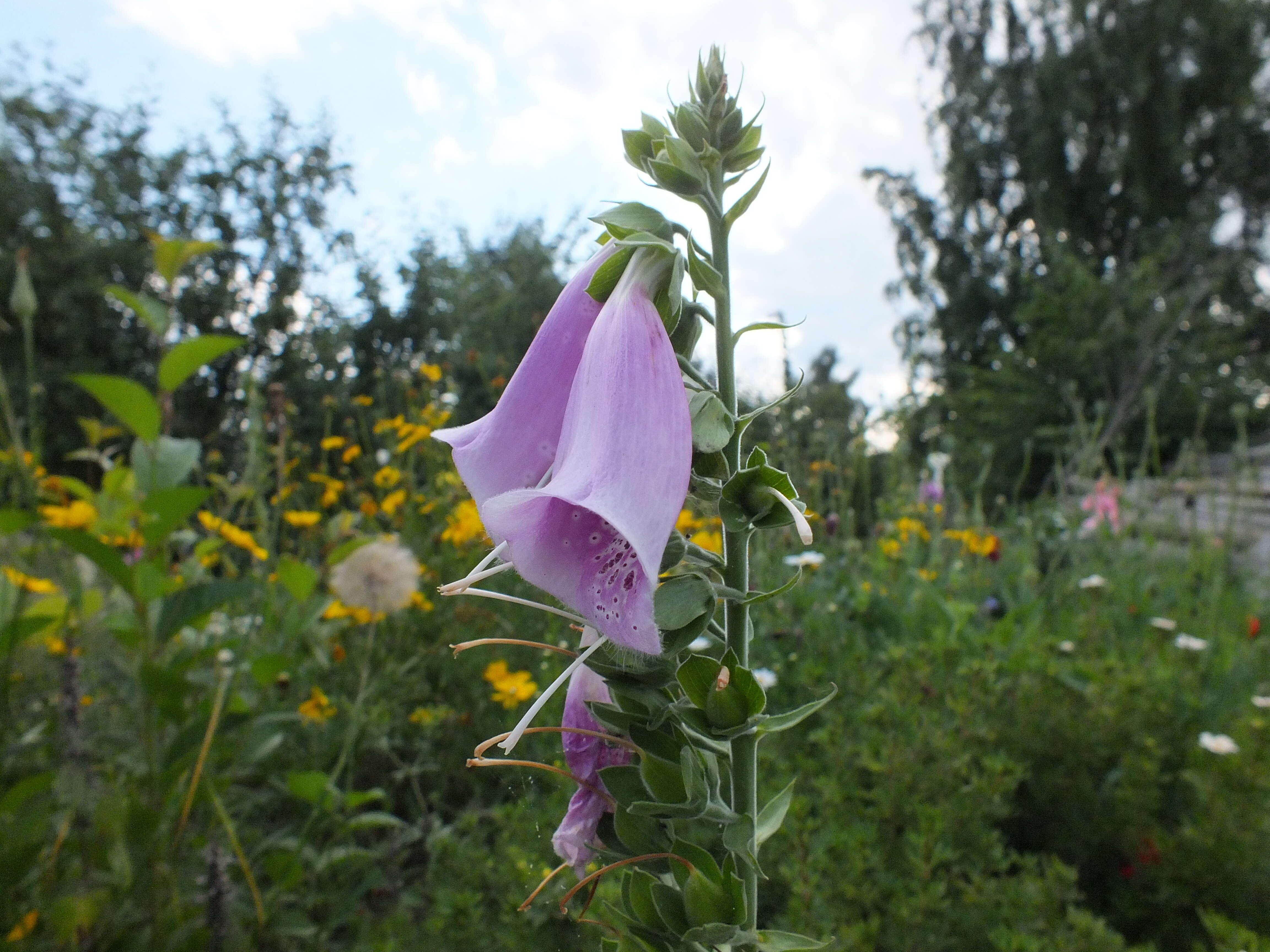 Imagem de Digitalis purpurea L.