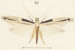 Image of Erechthias hemiclistra (Meyrick 1911)