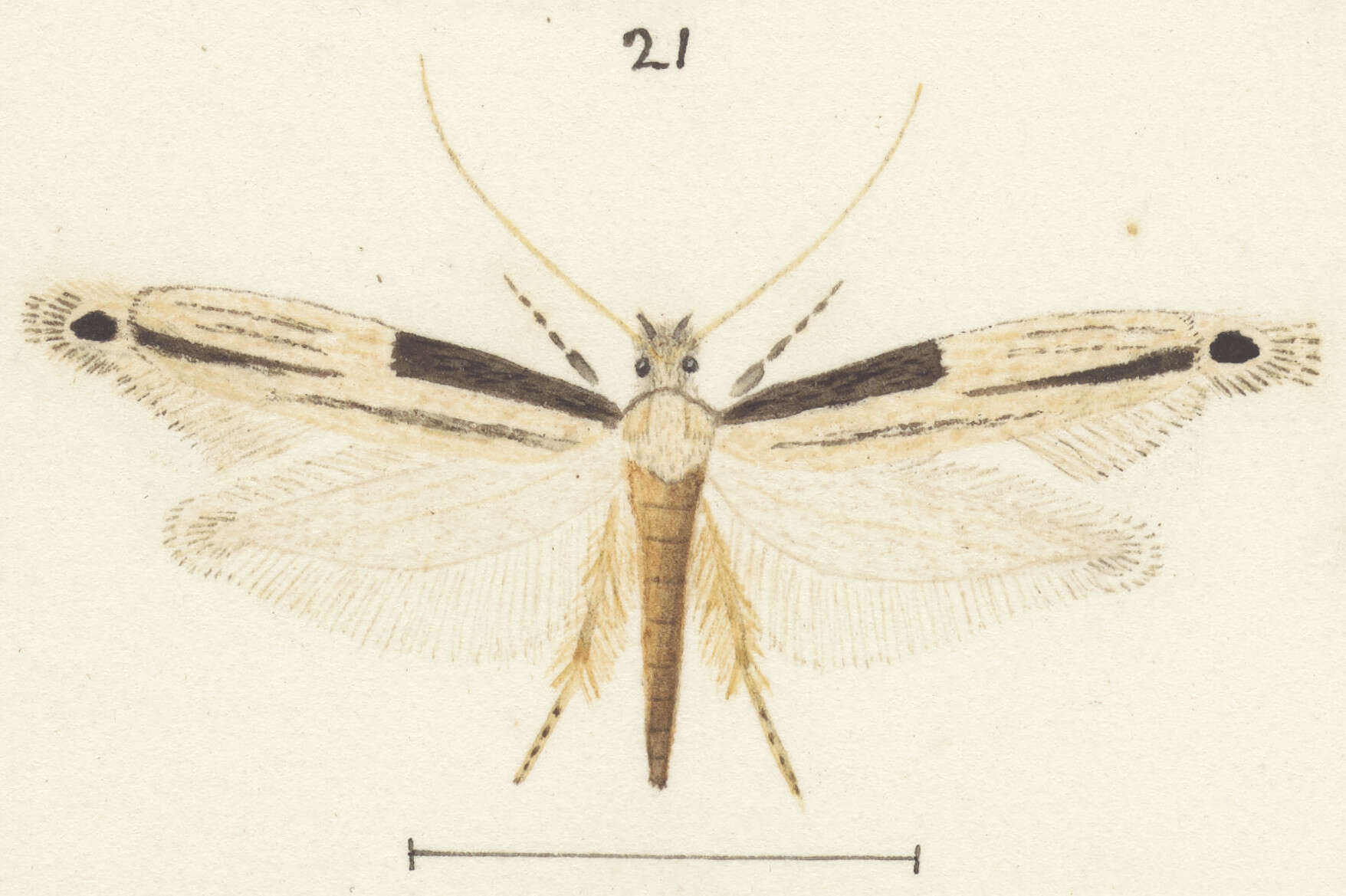 Image of Erechthias hemiclistra (Meyrick 1911)