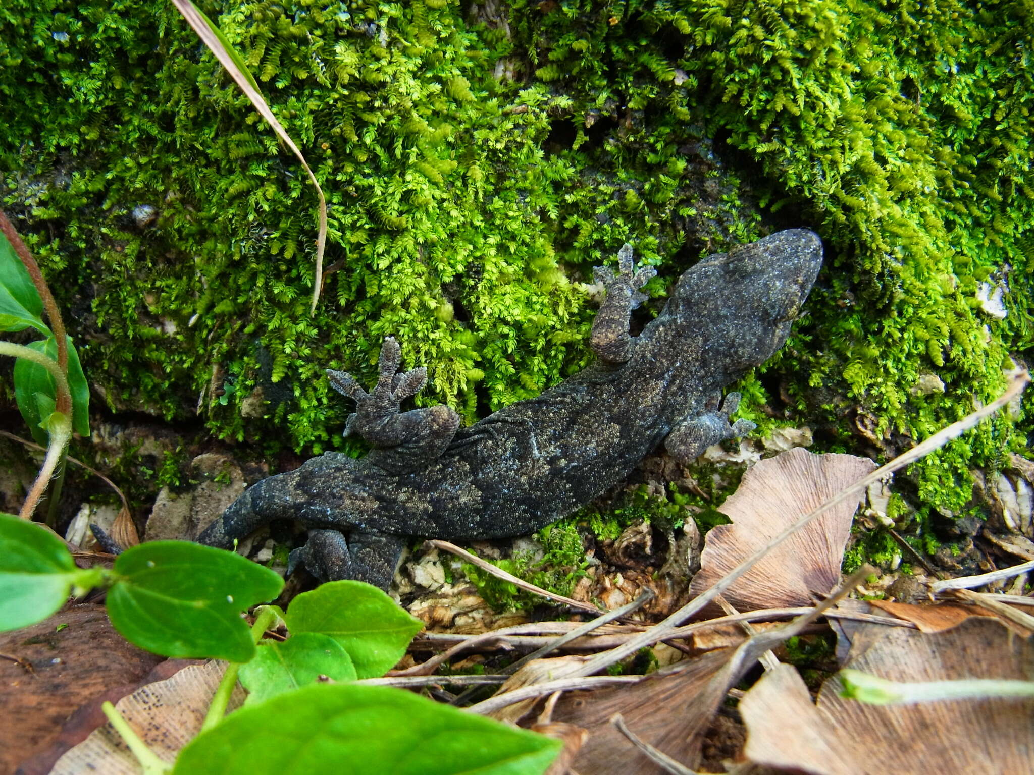 Image of Schlegel's Japanese Gecko