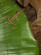 Image of Many-scaled Anole