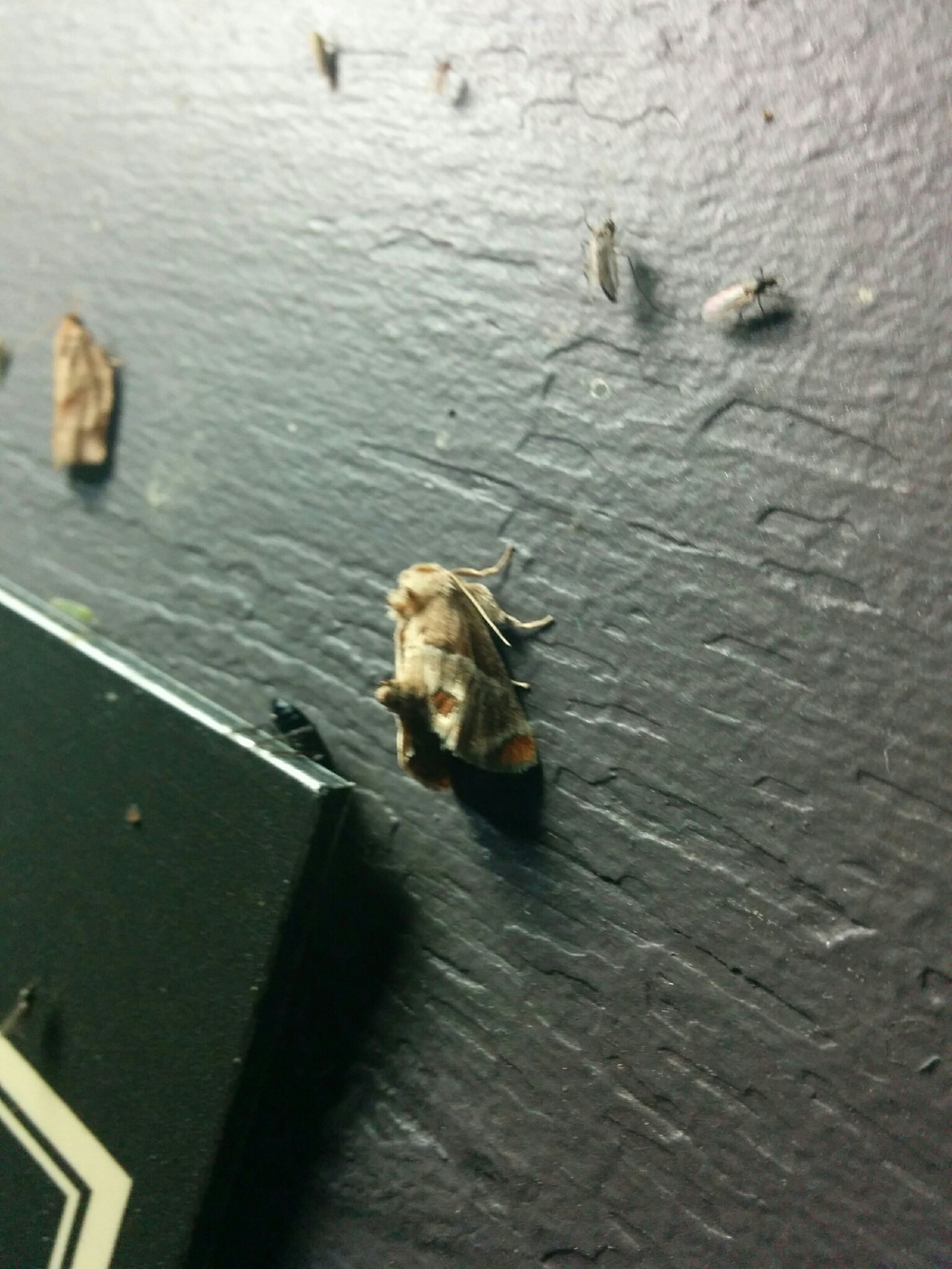 Image of Shagreened Slug Moth