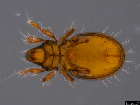 Image of oribatid mites