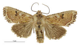 Image of Meterana inchoata Philpott 1920