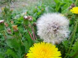 Image of Common Dandelion