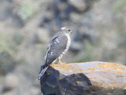 Image of Levant Sparrowhawk