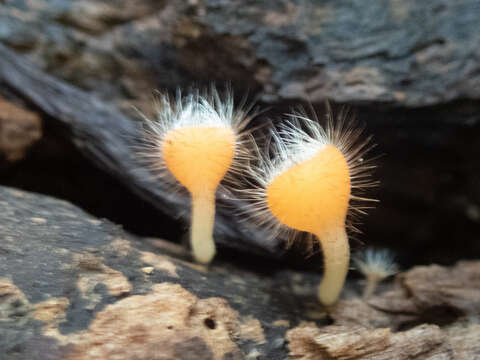 Image of Cookeina tricholoma (Mont.) Kuntze 1891