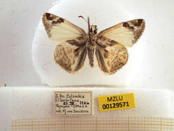 Image of Laviana White-Skipper