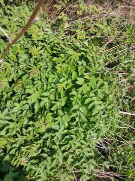 Image of Meadowsweet