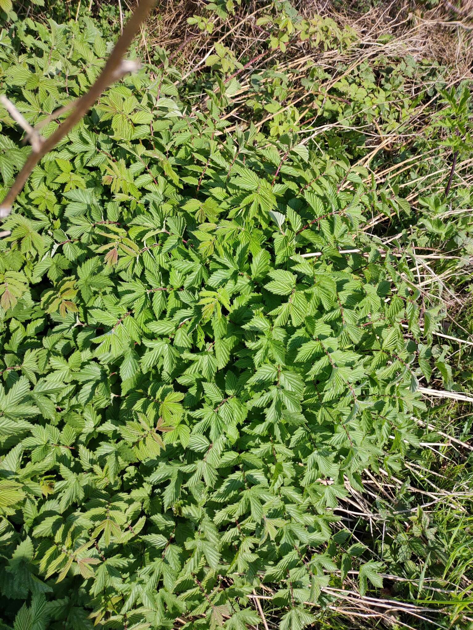 Image of Meadowsweet