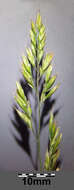 Image of Festuca rupicola Heuff.