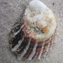 Image of <i>Spondylus echinatus</i>