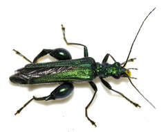 Image of Oedemera nobilis