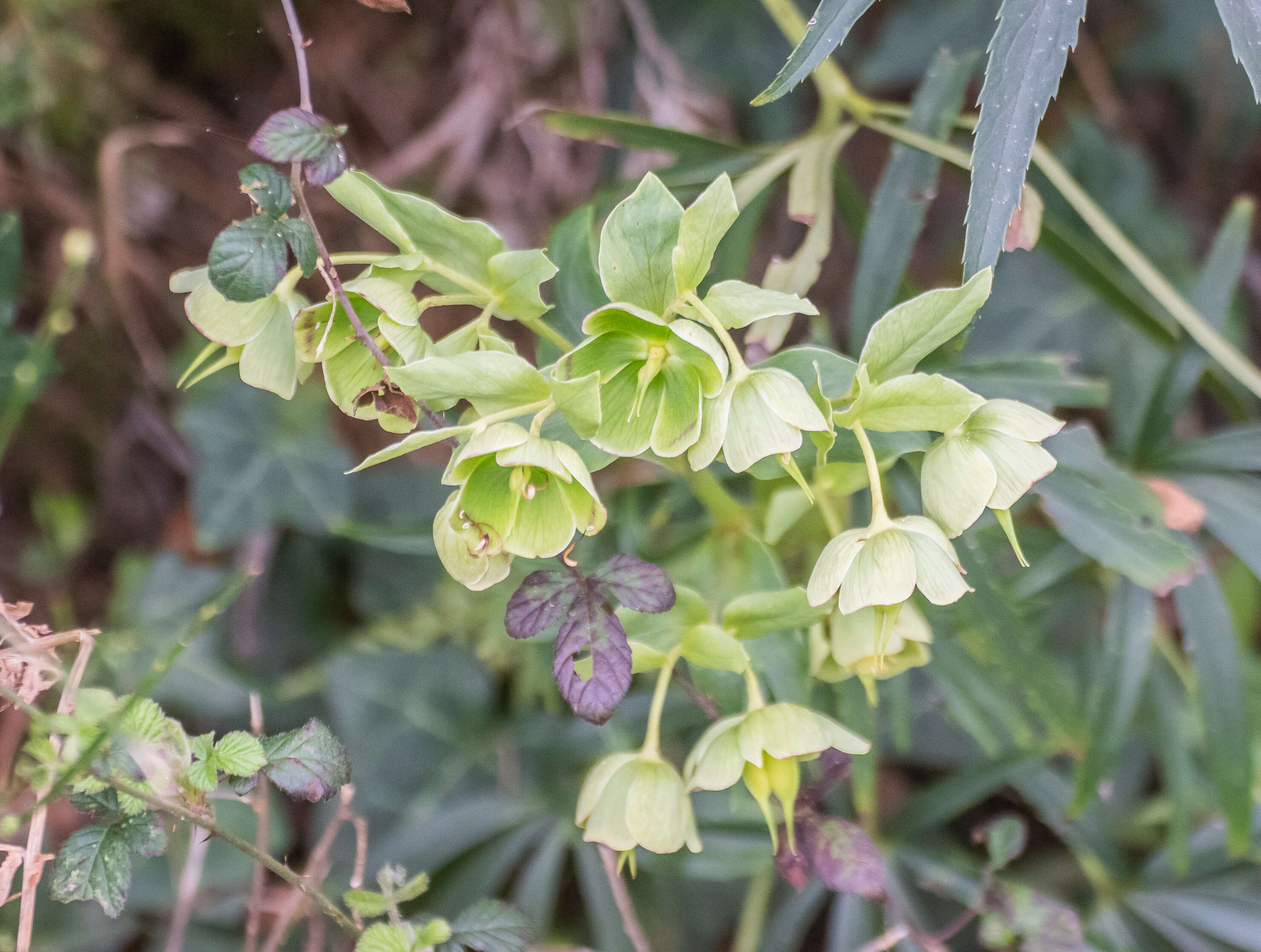 Image of Stinking Hellebore