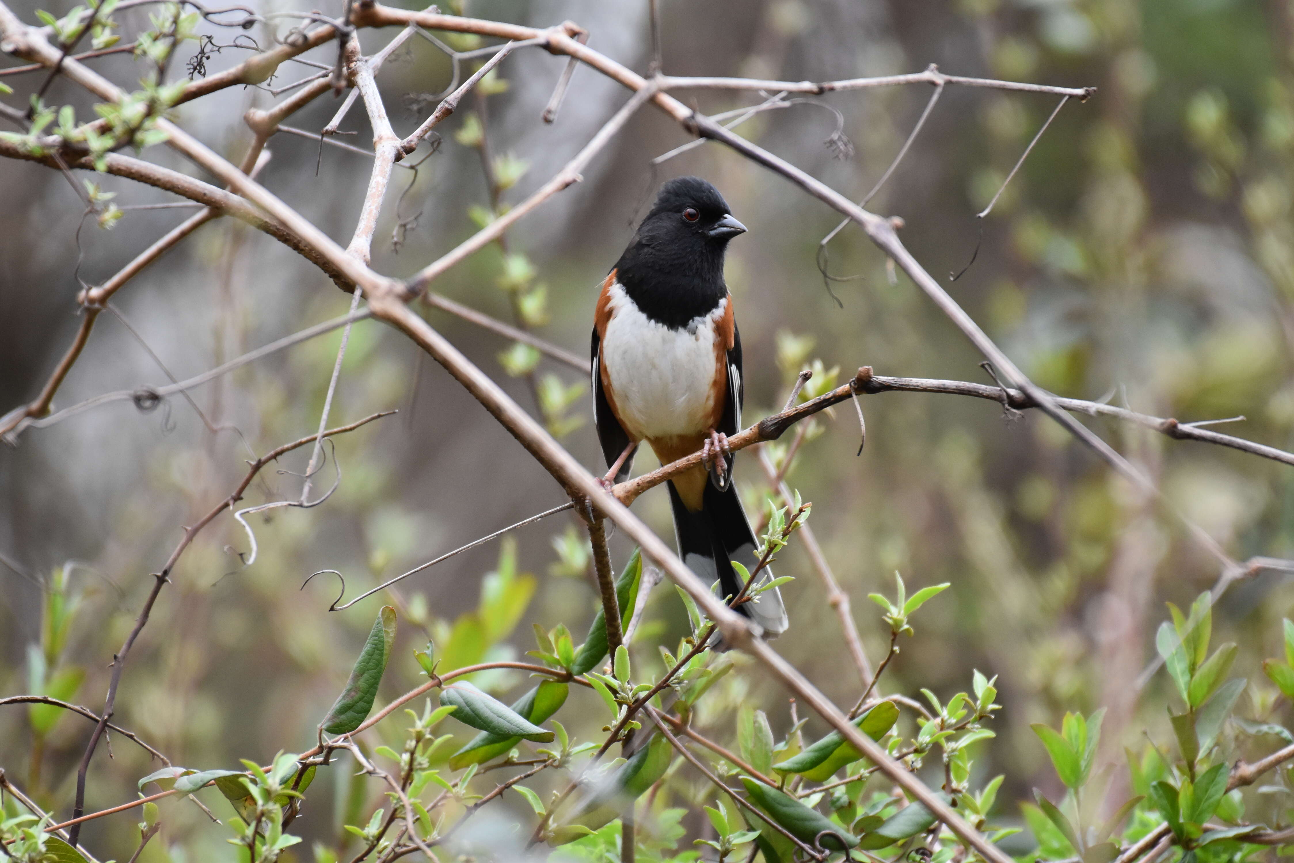 Image of Eastern Towhee