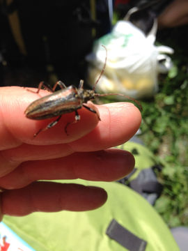 18.https www inaturalist org photos 4130902.580x360
