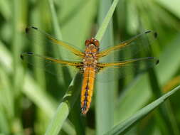 Image of Blue Chaser