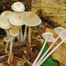 Image of <i>Gymnopus confluens</i>