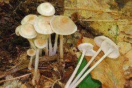 Image of <i>Gymnopus confluens</i>