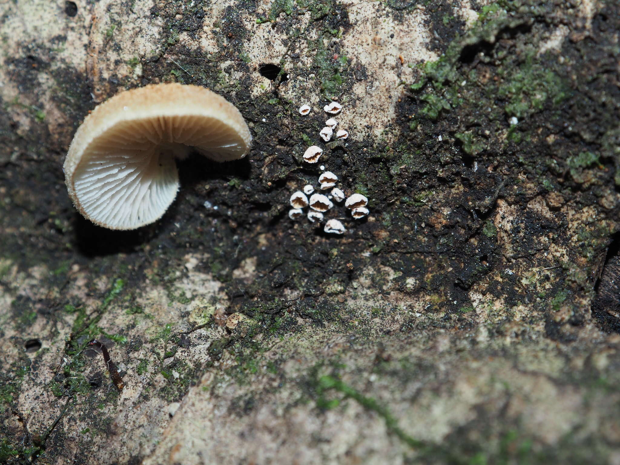 Image de Chromocyphellaceae