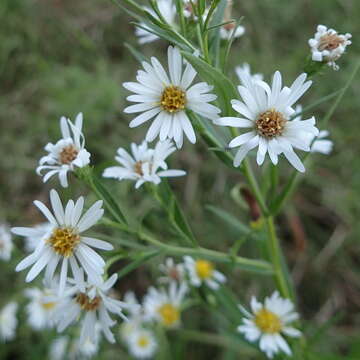 Plancia ëd Symphyotrichum boreale (Torr. & A. Gray) A. Löve & D. Löve