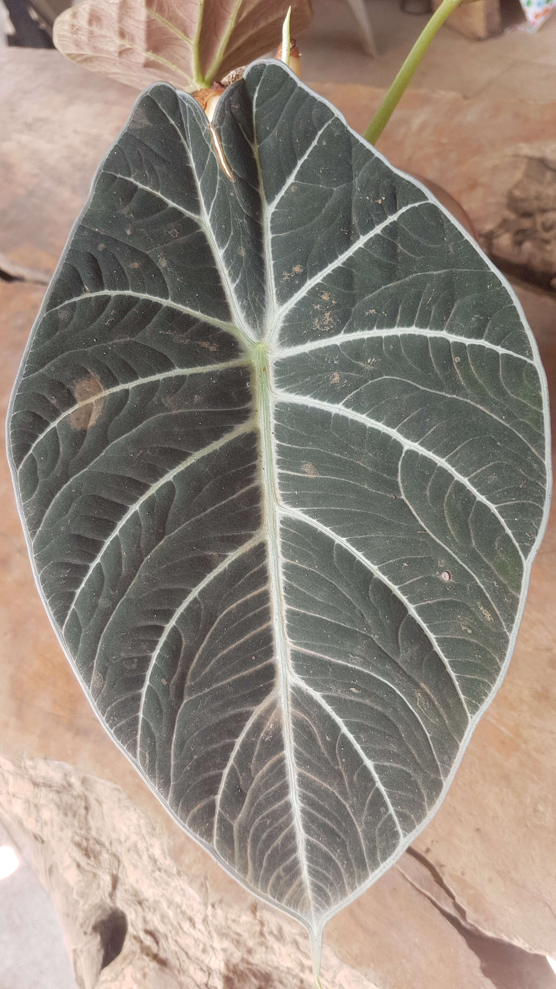 Image of Alocasia reginula A. Hay